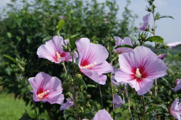 2025 Korea National Flower Festival: Celebrating the Mugunghwa in Sejong City 홍단심계1